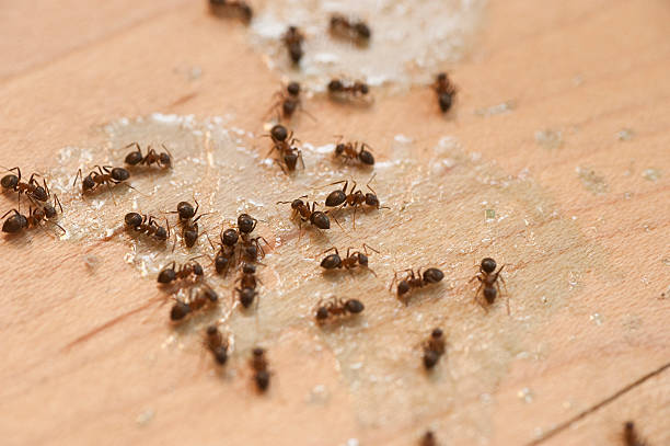 Best Exterminator Services  in Albuquerque, NM