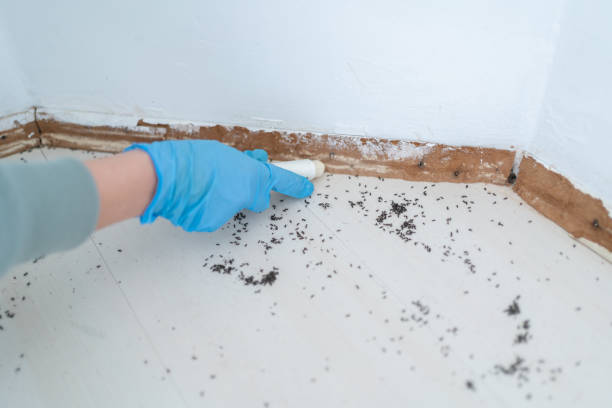 Best Rat Extermination Near Me  in Albuquerque, NM